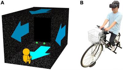 Visual self-motion information contributes to passable width perception during a bike riding situation